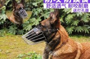 为什么不能随便去拉狗狗的尾巴（保护宠物健康，避免不必要的危险）