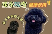 狗狗的消化系统——了解它，保护它（探究狗狗消化系统的特点及注意事项）