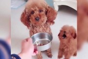 如何科学喂养泰迪幼犬，防止过度肥胖（培养健康饮食习惯，让泰迪宝宝快乐成长）