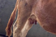 狗狗乳房发育特征及相关注意事项（了解狗狗乳房的发育过程，为它们的健康保驾护航）