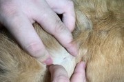 如何治疗柯基犬的皮肤病？（以宠物为主，做好皮肤护理；柯基犬最易得的皮肤病）