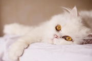 过年回家猫咪怎么办？这四种方式可以带猫咪回家