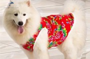 冬季如何为宠物狗保暖？（宠物狗的冬季保暖策略和注意事项）