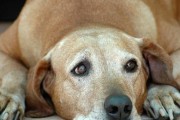 大丹犬刚回家能否洗澡？（了解宠物洗澡的最佳时间和注意事项。）