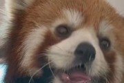 三个月小狗能不能吃葡萄？（小狗是否可以安全地食用葡萄？）