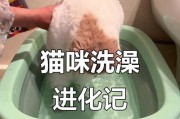 猫咪适合洗澡的最佳时间是什么？（探寻猫咪合适洗澡的时机和注意事项）
