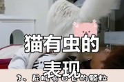 猫咪的常见寄生虫及防治方法（了解猫咪常见寄生虫，守护宠物健康）