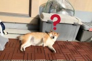 狗狗身体的寄生虫到底从何而来？这几点是主要来源！