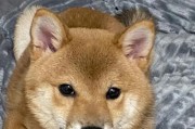当狗狗即将离世时，眼睛会呈现怎样的状态？（揭秘狗狗濒死时眼睛的变化及其意义）