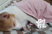 狗狗的睡眠需求及重要性（探索狗狗睡眠的奥秘，让你的宠物拥有良好的休息）