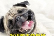 为什么有的狗不护主（探究狗不护主的原因及解决方法）