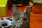 卡尔特猫的饲养方法（营养、环境、健康、训练）