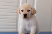 拉布拉多幼犬的饲养指南（学会这6点，让狗狗健康成长！）