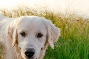 应该要怎么去训练拉布拉多？6个方面给拉布拉多犬主人参考参考！