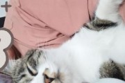 小猫粘人vs.成猫粘人（以宠物为主，了解猫咪的亲密程度，逐步展现不同阶段的猫咪特点。）