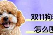 泰迪每月狗粮消耗量及判断方法（如何根据身体状况和活动量判断泰迪每月狗粮消耗量）