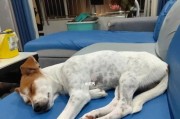 宠物狗为什么会掉毛？（探究掉毛原因及防治方法）