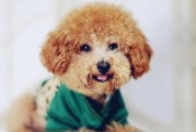 如何训练新生泰迪狗狗（宠物入门指南，泰迪狗狗第一次训练详解）