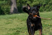 养罗威纳犬的七大禁忌（宠物家庭必读，罗威纳犬饲养指南）