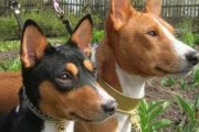 如何预防迷你杜宾犬窝咳？（宠物健康大事记，杜宾犬换季预防窝咳攻略）