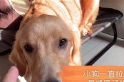 十几天小狗拉肚子怎么办？（家养小狗拉肚子的原因和应对措施）