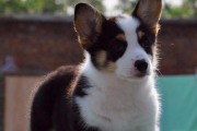 四大原因导致你训练柯基犬失败（探究柯基犬训练的困难之处，提高宠物训练成功率）