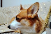 狗狗流眼泪的原因及食疗方法（狗狗为什么会流眼泪？如何通过食物来改善？）