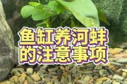 以小缸养鱼的乐趣（探索微缸鱼养护之道）