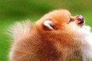 怀孕博美犬的饲养指南（从孕期到哺乳期，全面保障宝宝健康）
