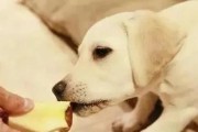 为何狗狗会吃自己的便便？（探究狗狗吃便便的原因及如何解决）