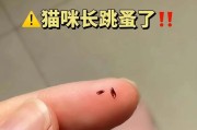 猫身上的跳蚤（解析猫身上跳蚤的特征及其危害）