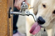 预防宠物犬低血糖症的方法（犬低血糖症的症状及防范措施）