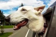 一些实用的技巧让狗狗不再晕车（一些实用的技巧让狗狗不再晕车）