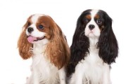 骑士查理王小猎犬的完美饲养方法（从日常饮食到健康管理，助您打造健康快乐的宠物生活）