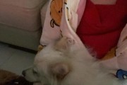 如何科学饲养丝毛梗（轻松养宠，快乐相伴）