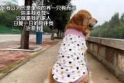 与狗狗相伴，一生五阶段（从出生到老去，我们陪伴狗狗的旅程）