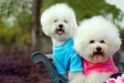 如何训练比熊犬成为理想的宠物？（六个关键要点让你的比熊犬成为您家庭的得力伙伴！）
