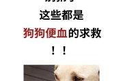 狗狗便血拉稀的原因与处理方法（探索狗狗便血拉稀的多种原因及正确应对方法）
