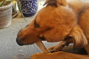 狗狗被骨头卡住了怎么办？（紧急情况下的应对方法，宠物家长必看！）
