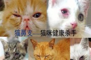 猫鼻支病毒（了解猫鼻支病毒的传播途径和有效预防措施）