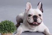 如何帮助法国斗牛犬应对感冒？（有效的预防方法和治疗方案）