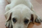 土狗与拉布拉多（比较土狗与拉布拉多的优劣，选择更适合农村生活的犬种。）