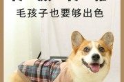 冬季如何护理你的柯基犬（从饮食到运动，让你的柯基犬温暖过冬）