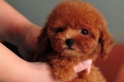 玩具贵宾犬洗澡指南（以宠物为主，一起了解如何给小贵宾洗澡吧！）