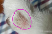 如何在家识别和判断猫癣？在家如何治疗猫癣？