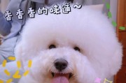 比熊疫苗后适合洗澡剪毛的时间及注意事项（了解比熊疫苗的保护期限，合理安排洗澡剪毛时间）