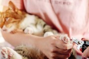 如何保障你的猫咪的日常安全（关注细节，让猫咪更健康）