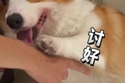 小狗为什么乱吃东西？（如何正确处理小狗乱吃东西的问题）