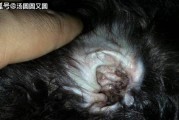 清洗狼青犬耳臭的正确方法（你需要了解的狼青犬耳臭清洗技巧）
