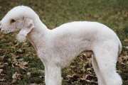 贝林顿梗幼犬的健康发育（如何注意贝林顿梗幼犬的健康成长）